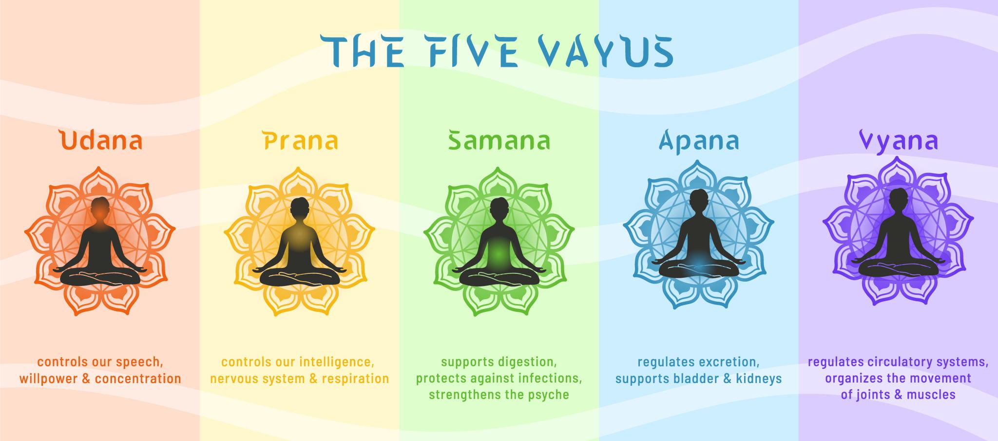 Петте основни прани в енергийното тяло: прана (гръден кош, сърце), апана (елиминация), самана (храносмилане), удана (гърло, сетива) и вяна (разпределение в цялото тяло)
